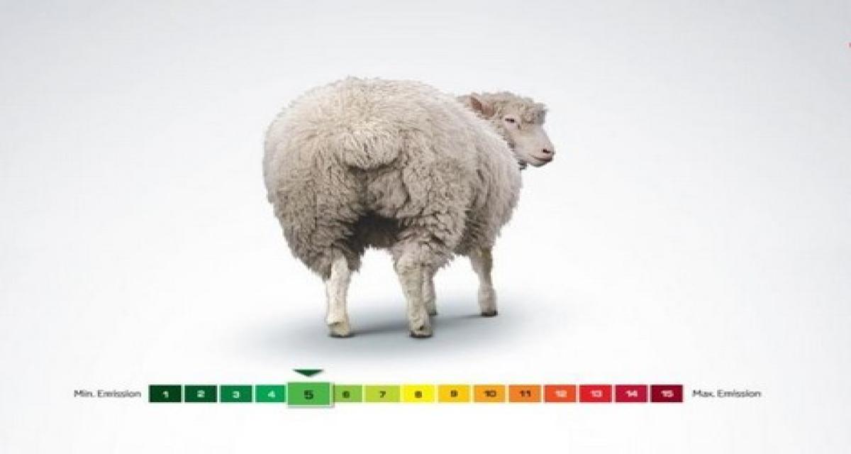 Communication : un pet de mouton plus polluant qu'une Toyota Prius
