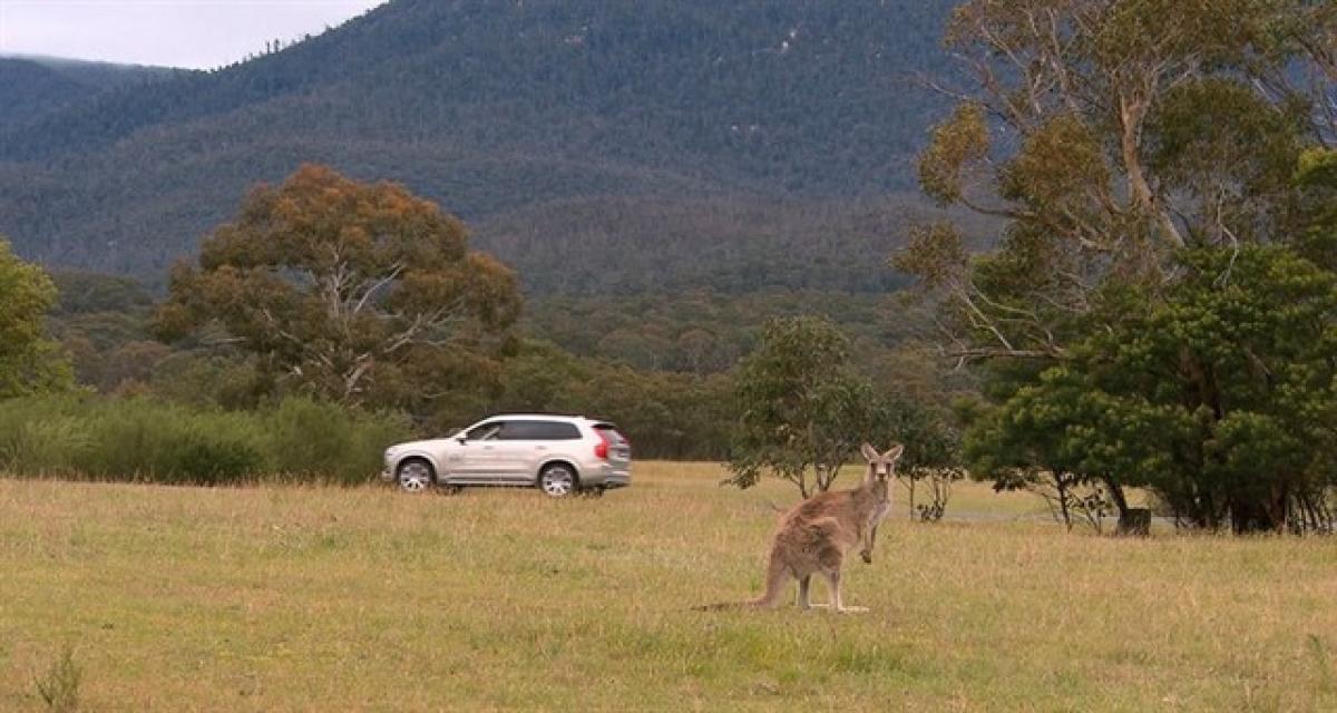 Volvo et un système de détection des kangourous