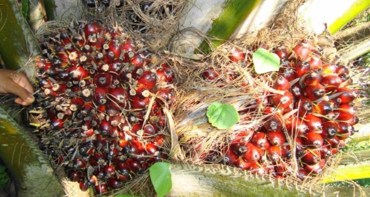 Total importera de l'huile de palme pour ses biocarburants
