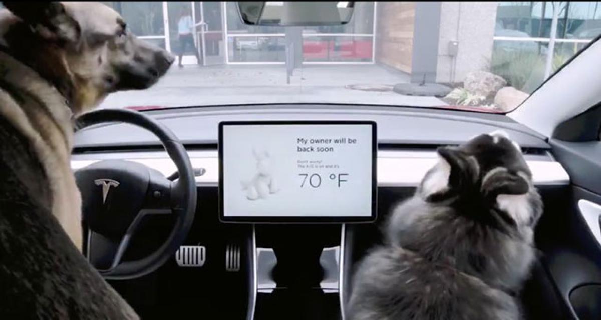 Tesla, surveillance antivol et protection des chiens