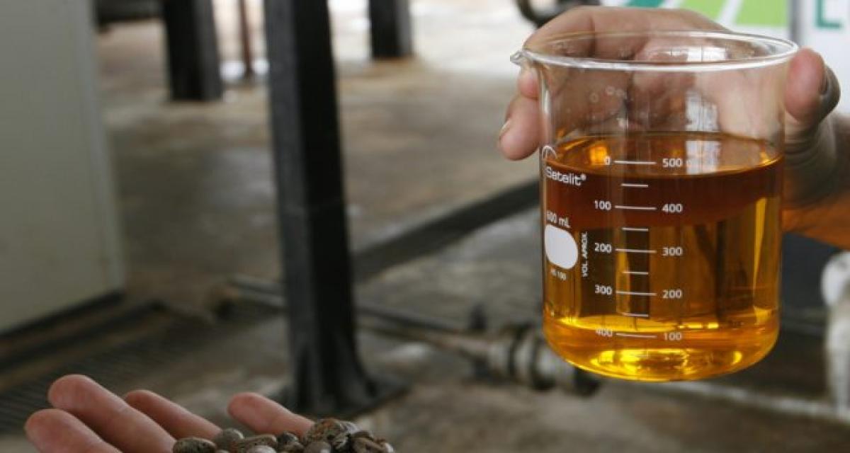 Biocarburants dérivés d’huile de palme : recours de Greenpeace