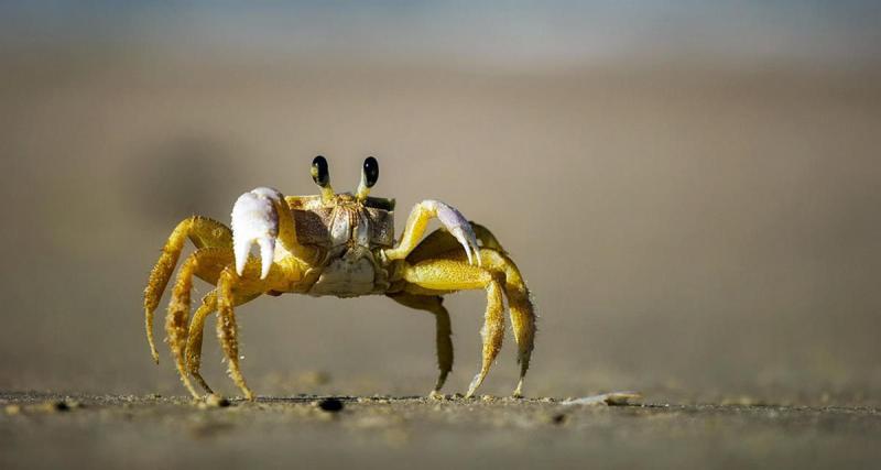  - Mettez du crabe dans votre batterie